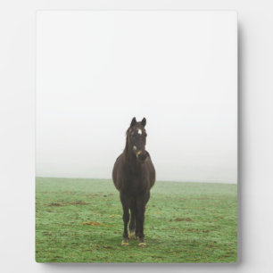 Plaque Photo Cheval dans la brume sur une prairie