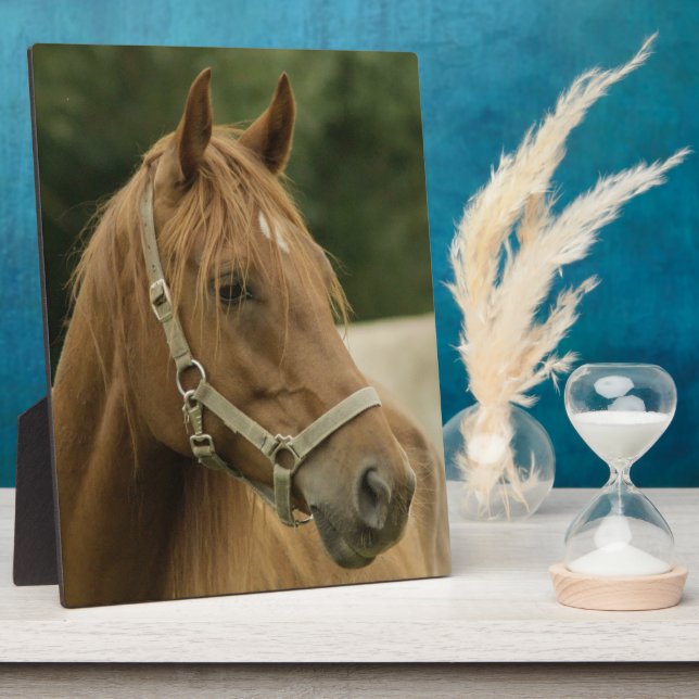 Plaque Photo Cheval de châtaignes en campagne (Côté)