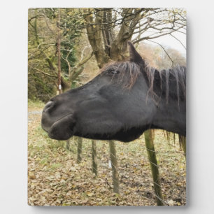 PLAQUE PHOTO CHEVAL NOIR