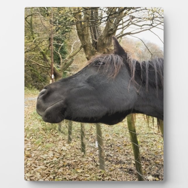 PLAQUE PHOTO CHEVAL NOIR (Devant)
