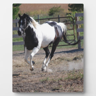Plaque Photo Cheval Pinto Paint