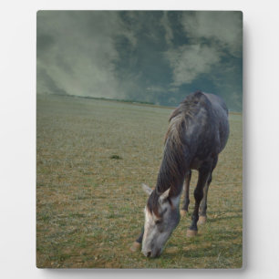 Plaque Photo Cheval Roan Pâturage En Paddock,