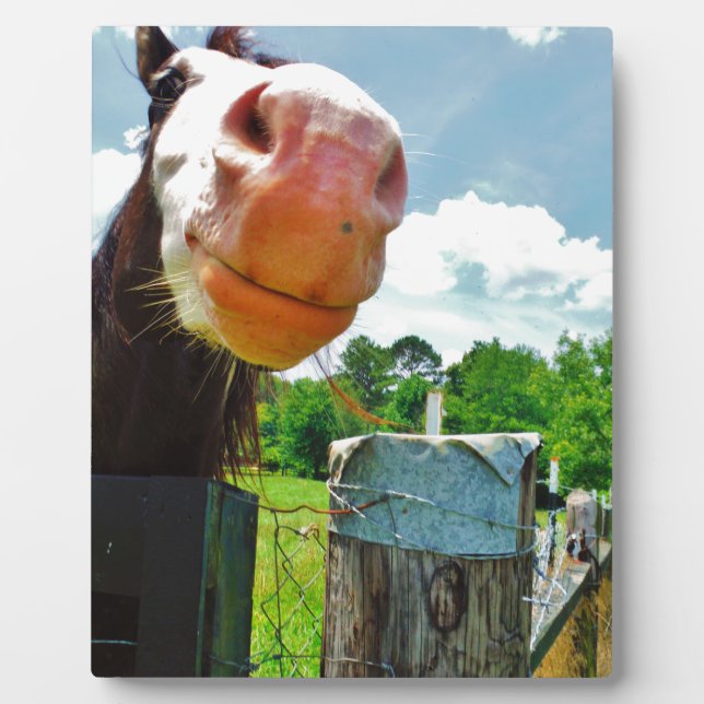 Plaque Photo Cheval souriant (Devant)