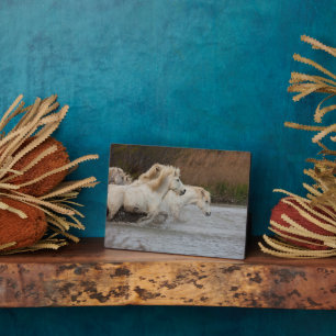 Plaque Photo Chevaux blancs de Camargue courant dans l'eau
