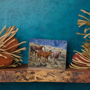 Plaque Photo Chevaux errant dans les collines