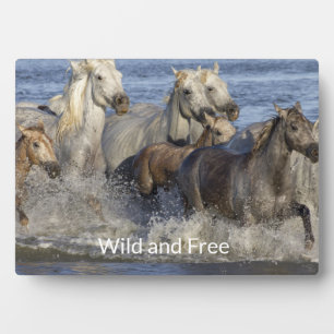 Plaque Photo Chevaux galopant dans l'eau