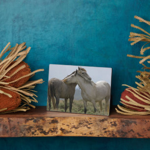 Plaque Photo Chevaux sauvages se caressant