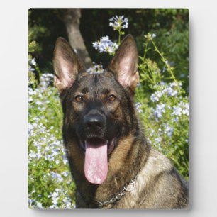 Plaque Photo Chien berger allemand
