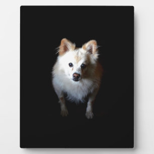 Plaque Photo Chien de Poméranie en noir