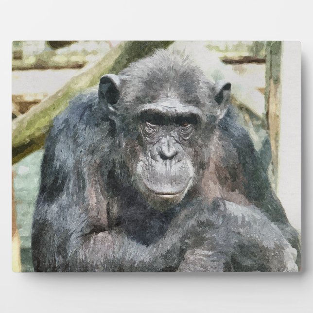 PLAQUE PHOTO CHIMPANZÉS (Devant)