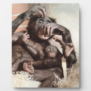 PLAQUE PHOTO CHIMPANZÉS