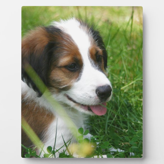 Plaque Photo Chiot (Devant)