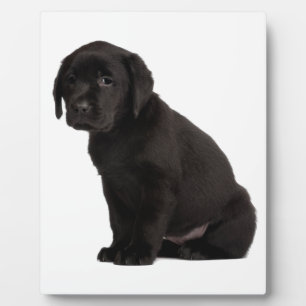 Plaque Photo Chiot noir Labrador