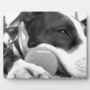 Plaque Photo chiot pitbull mignon et triste de couleur noir et 