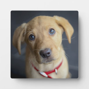 Plaque Photo Chiot Red Fox Labrador