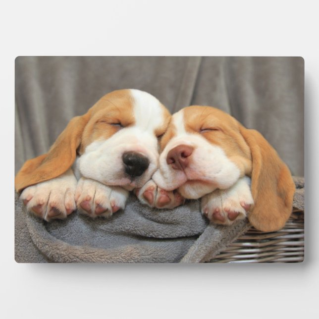 Plaque Photo Chiots endormis (Devant)