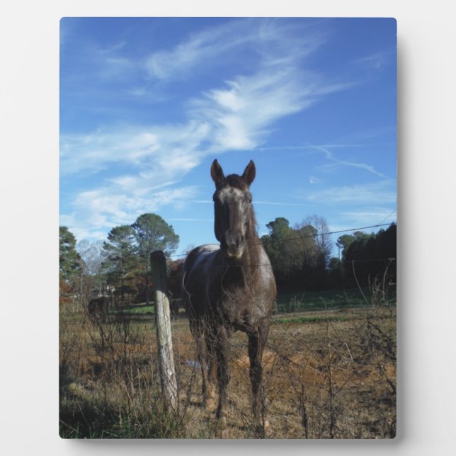 Plaque Photo Chocolat au lait Cheval Brown en bleu (Devant)