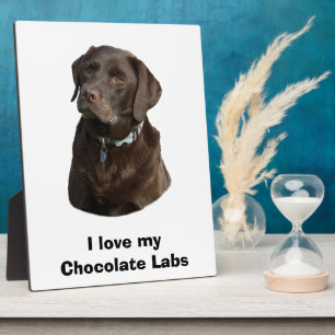Plaque Photo Chocolate Labrador dog photo