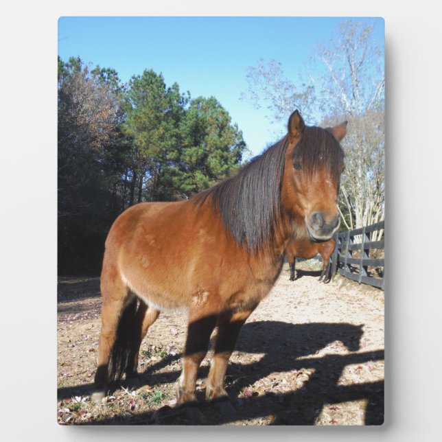 Plaque Photo Ciel turquoise de poney Brown (Devant)