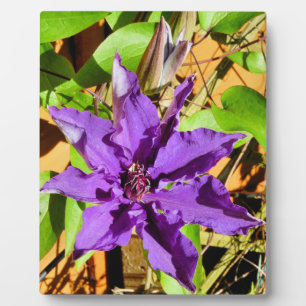 PLAQUE PHOTO CLEMATIS