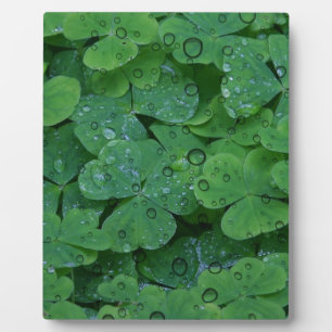 Plaque Photo Clover vert irlandais
