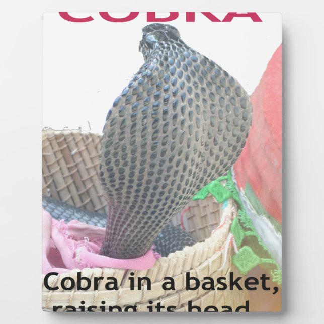 Plaque Photo Cobra dans le panier Imprimer (Devant)