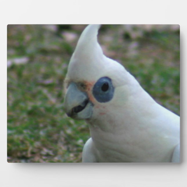 Plaque Photo Cockatoo bleu (Devant)