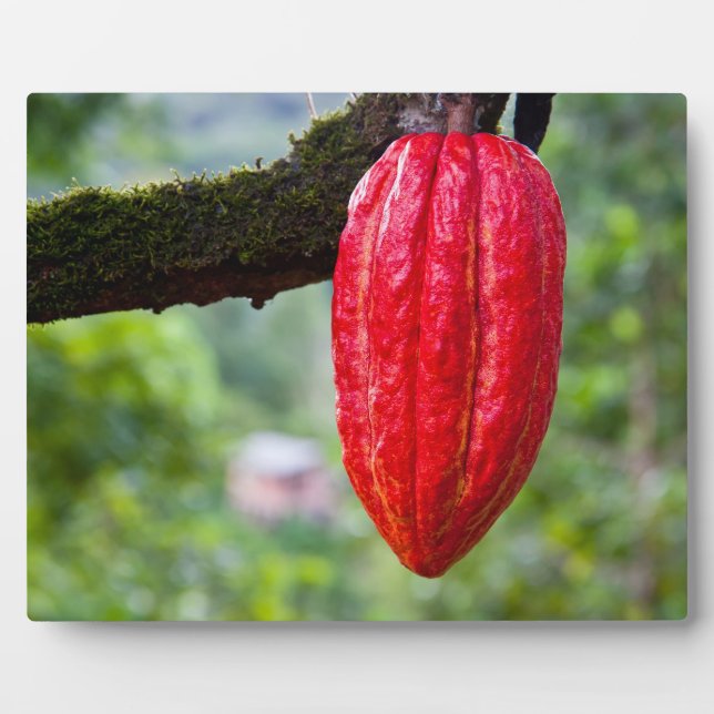 Plaque Photo cocod (Devant)