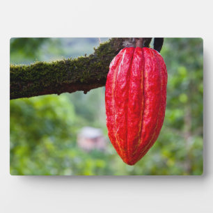 Plaque Photo cocod