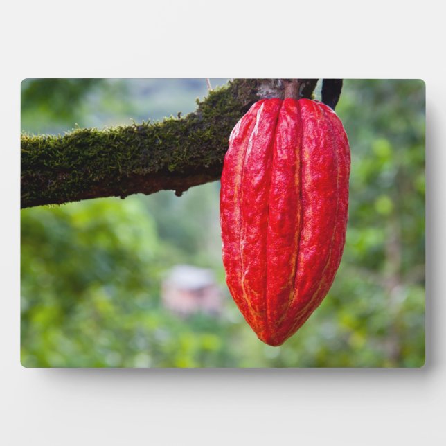 Plaque Photo cocod (Devant)