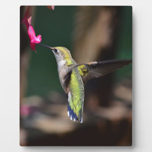 Plaque Photo Colibri et fleur de sauge