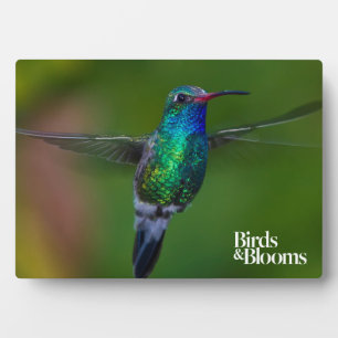 Plaque Photo Colibri flottant