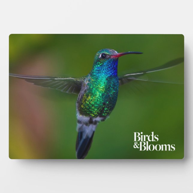 Plaque Photo Colibri flottant (Devant)