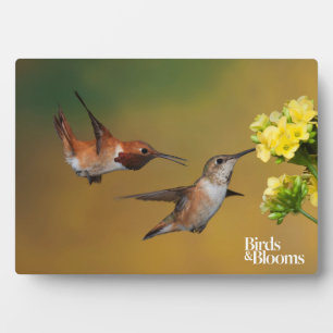 Plaque Photo Colibri roux flottant
