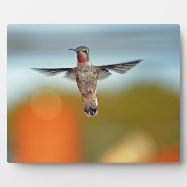 Plaque Photo Colibri survolant (Devant)