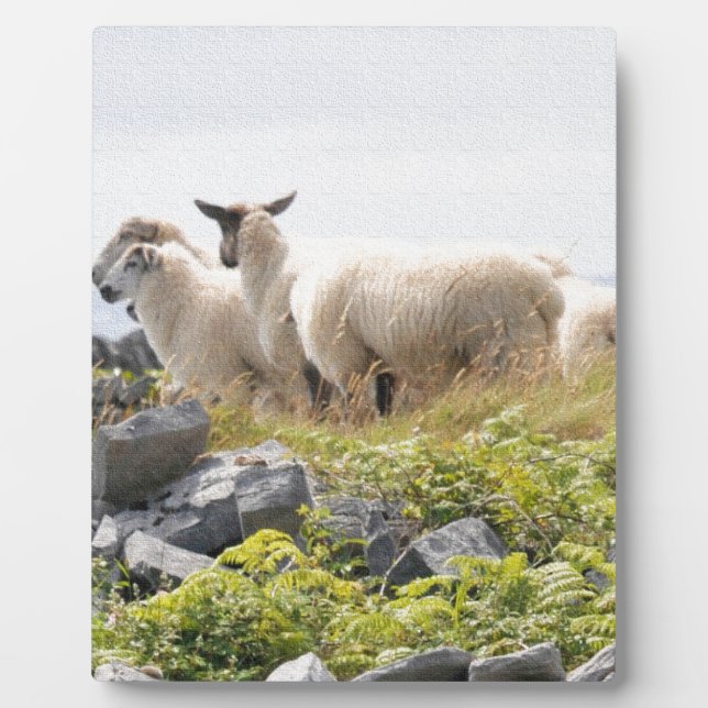Plaque Photo Conception risquée - Moutons dans un champ (Devant)