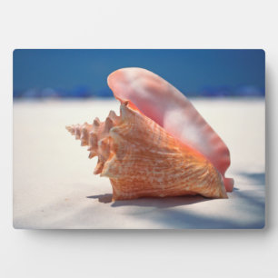 Plaque Photo Conch Shell On Beach 2
