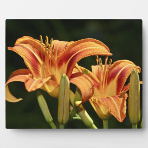 Plaque Photo Considérons Les Lilies Du Terrain