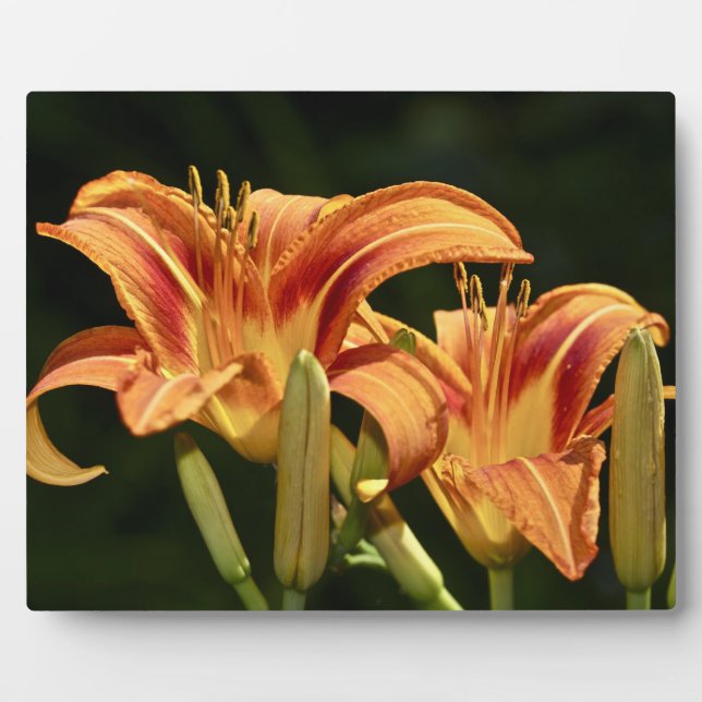 Plaque Photo Considérons Les Lilies Du Terrain (Devant)