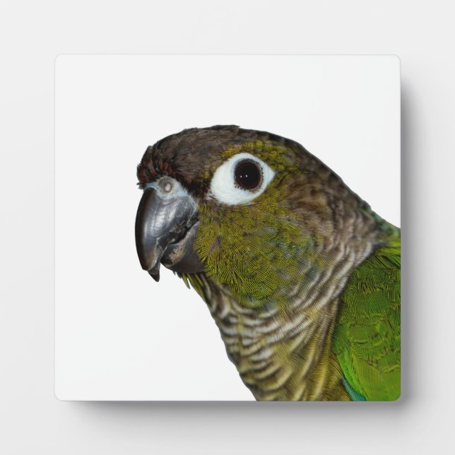 Plaque Photo Conure verte à mâcher (Devant)