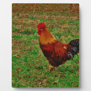 Plaque Photo Coq face à gauche