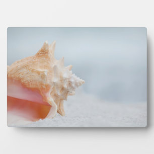 Plaque Photo Coque conique   Floride