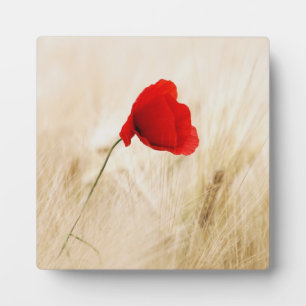 Plaque Photo Coquelicot rouge isolé dans un champ herbeux