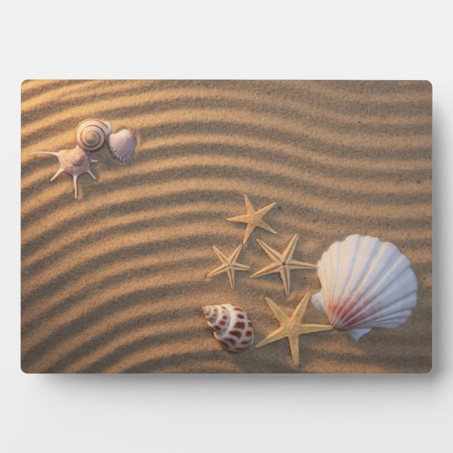 Plaque Photo Coquilles De Mer Et Éternuers (Devant)