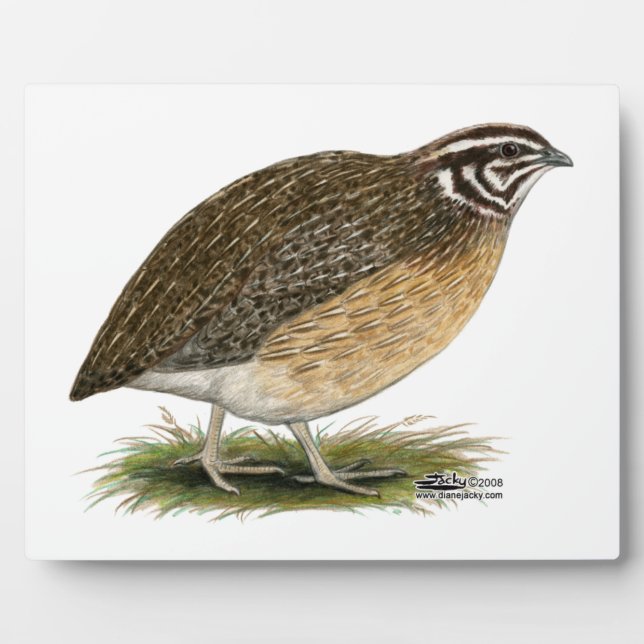 Plaque Photo Coturnix Pharaoh (Devant)