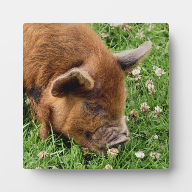 PLAQUE PHOTO COUPER (Devant)