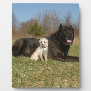 Plaque Photo Couple de chien mignon