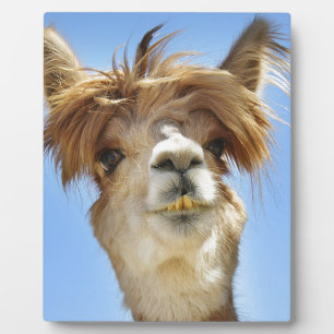 Plaque Photo Crazy Hair Alpaca