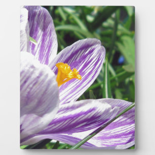 Plaque Photo Crocus violet de printemps