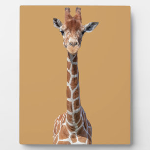 Plaque Photo Cute giraffe face